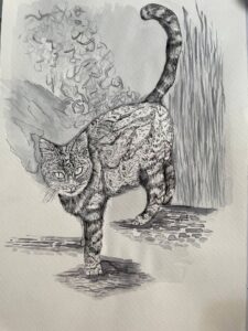 چشم در چشم گربه